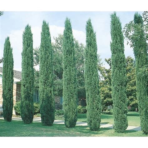 Small Italian Cypress Etsy In 2021 Italian Cypress Trees Cypress