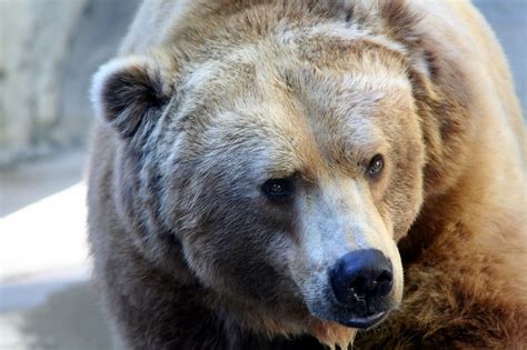 Brown Bear Taken At The San Diego Zoo Balboa Park San Di Flickr