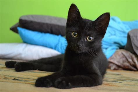 images animal cute pet black cat whiskers kitty vertebrate bombay burmese cats