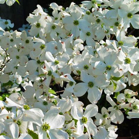 Celestial White Dogwood Tree Spectacular White Blooms In Spring