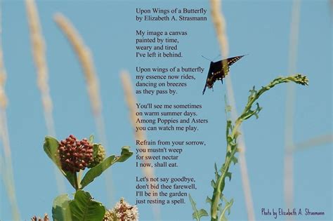 Upon Wings Of A Butterfly Poem I Wrote For My Moms Funera Flickr