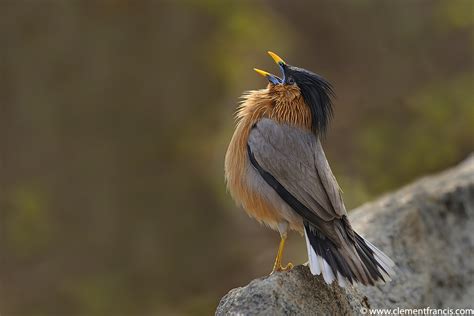 Brahminy Starling Clement Francis Wildlife Photography
