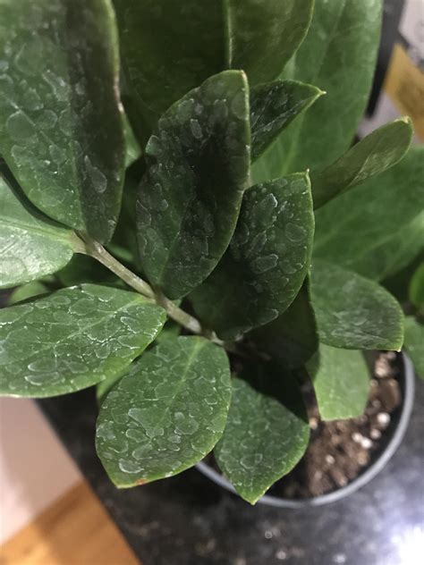 What Are These Spots On My Zz Plant Ive Tried Wiping Them Off But No