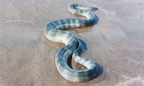 Discover Why Snakes Can Be Found In The Deep Seas Twilight Zone