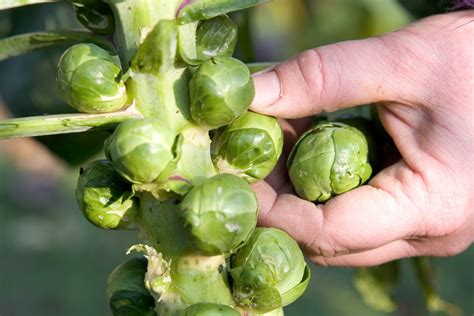 How To Grow Brussels Sprouts Bbc Gardeners World Magazine