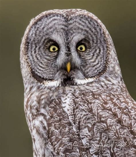 Great Gray Owl One Handsome Bird The Adirondack Almanack