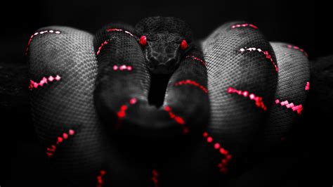 Snake Red Black Boa Constrictor Wallpapers Hd Desktop And Mobile Backgrounds