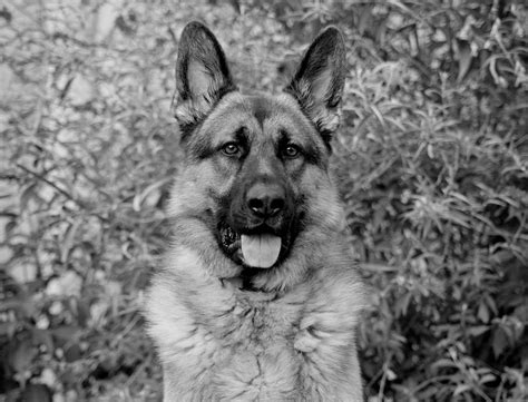 German Shepherd Dog In Black And White Photograph By Sandy