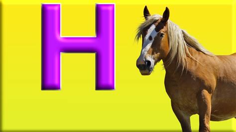 Letter H Alphabet Animals With Animal Names And Animal Sounds Youtube