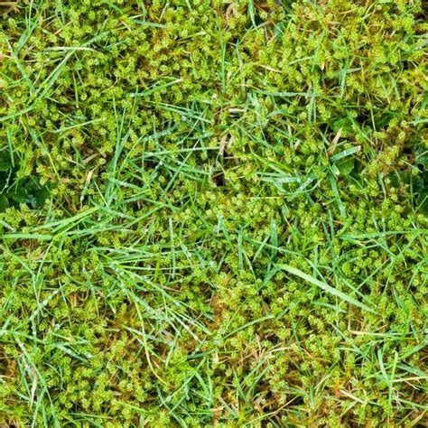 Moss In Lawn How To Get Rid Of Moss In Lawns