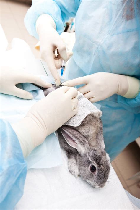 Pet Rabbits Vet Care Is Vital Maryland Pet