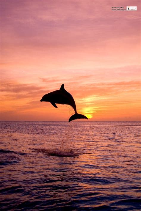 Dolphins Jumping In The Sunset Hd Wallpaper Dolphins Beautiful