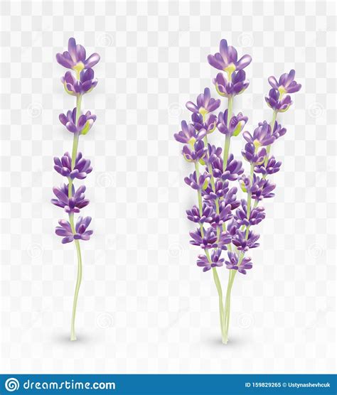 Violetta fiore piante annuali la violetta fiore di delicata. Lavanda Realistica 3D Isolata Su Sfondo Trasparente Bei ...