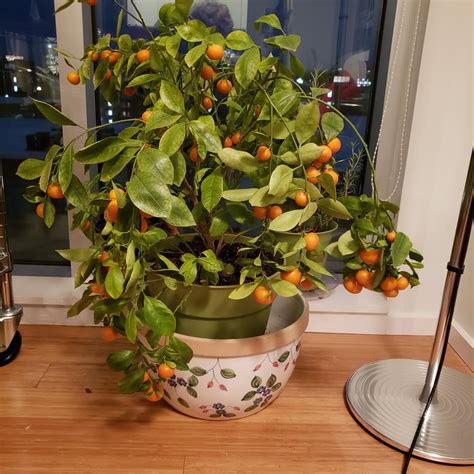 My Miniature Orange Tree In Cambridge Massachusetts 9th Floor Condo