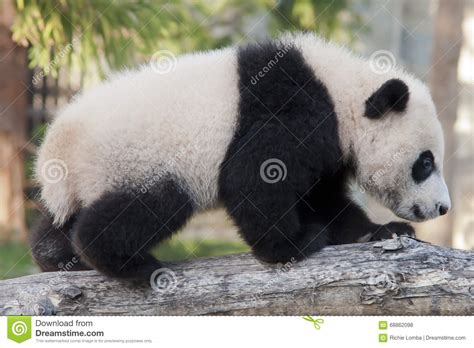 Giant Panda Cub Stock Photo Image Of Cute Tree Baby 68862098