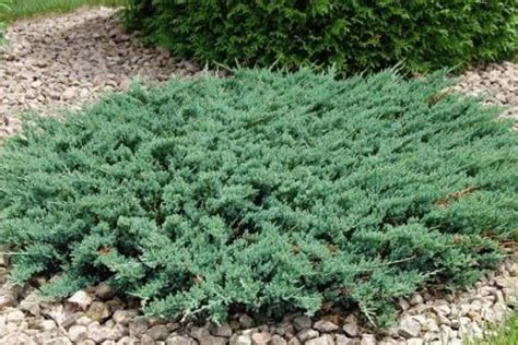 These Low Maintenance Shrubs Are Perfect For Landscaping The Front Of
