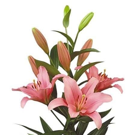 Lily La Brindisi Cm Wholesale Dutch Flowers Florist Supplies Uk