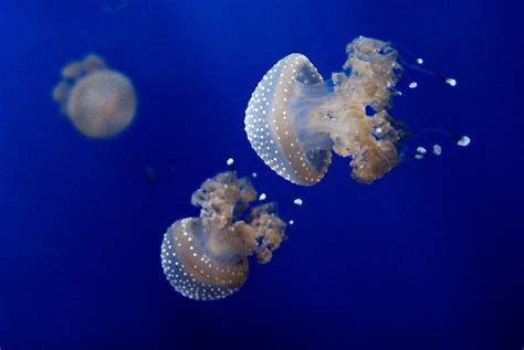 Free Images Sea Ocean Wave Summer Underwater Tropical Jellyfish