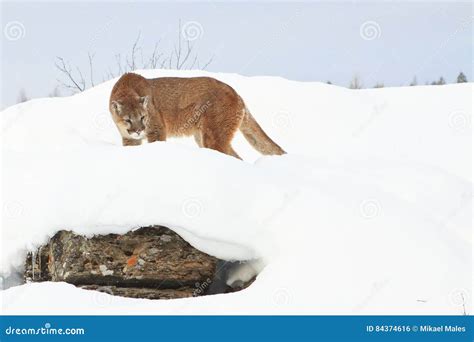 Mountain Lion Looking For Prey Stock Photo Image Of Cougar Like
