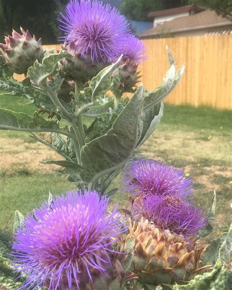 Gorgeous Giant Thistles I Found In An Abandoned Field Flowers Beauty