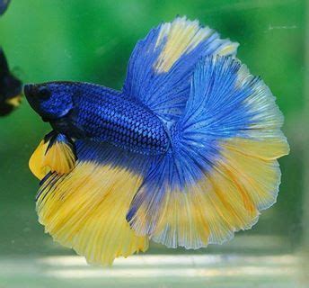 Blue and yellow tropical fish. Blue and Yellow Rosetail | Betta fish, Siamese fighting ...