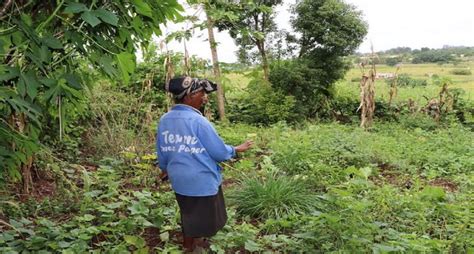Eswatini Farmers Keep Vegetable Supply Flowing Ips Barza Wire