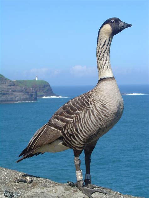 Nēnē Native Hawaiian Goose Bird State Birds List Of Birds