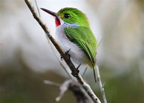 How The Cbc Can Help Save Birds In Cuba Audubon