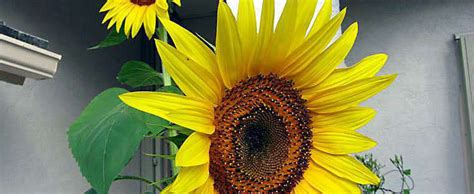 Helianthus Annual Sunflower Helianthus Annuus Sunzilla