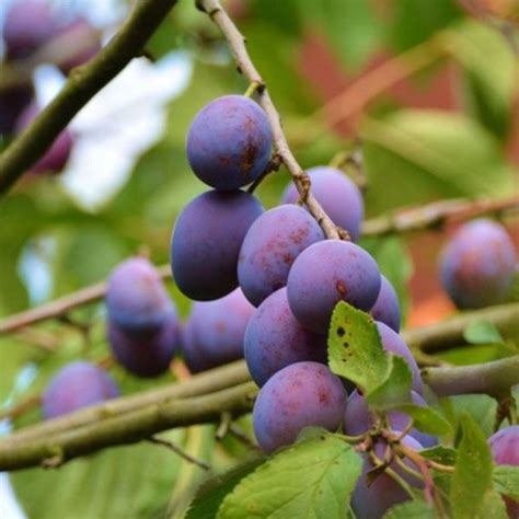 > fruit trees & bushes > apple family. 5ft 'Guinevere' Plum Tree | VVA-1 Semi Dwarfing Rootstock ...