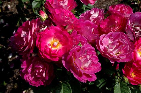 Maybe you would like to learn more about one of these? Outta The Blue Rose (Rosa 'Outta The Blue') in Rapid City ...