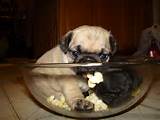 Can Dogs Eat Popcorn Pictures