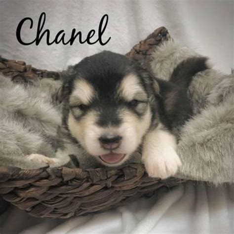 Rocky mountain malamutes is located at the national san juan forest, near the beautiful little town dolores in colorado. 5 Alaskan Malamute puppies looking for new homes in Kansas City, Kansas - Puppies for Sale Near Me
