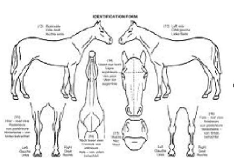 Figure Six Identification Diagrams For A Horse Passport A