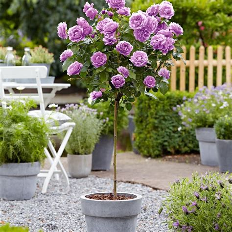 Buy Standard Rose Rosa Minerva Purple Rose Trees