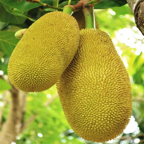 How To Eat Jackfruit Food You Should Try