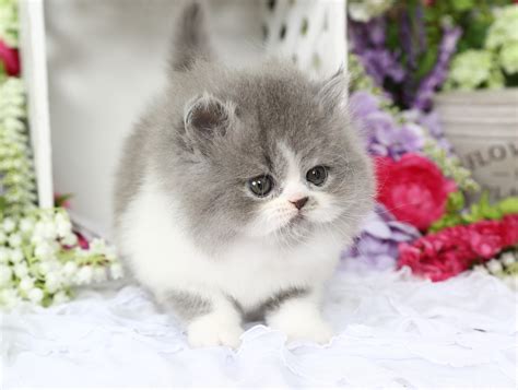 Blue And White Bicolor Persian Kittens Gray And White