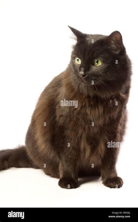 Fluffy Black Cat With Green Eyes Seedsyonseiackr