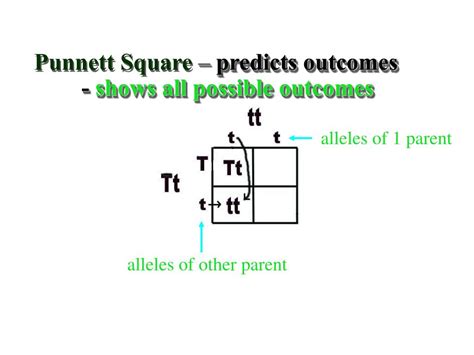 Creating a punnett square and using it to determine traits of offspring is called performing a cross… under your punnett square, list each genotype from each box. PPT - Mendelian Genetics PowerPoint Presentation, free ...