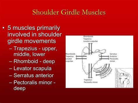 Ppt Chapter 4 The Shoulder Girdle Powerpoint Presentation Id276886
