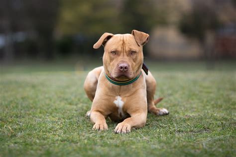 American Staffordshire Terrier Full Profile History And