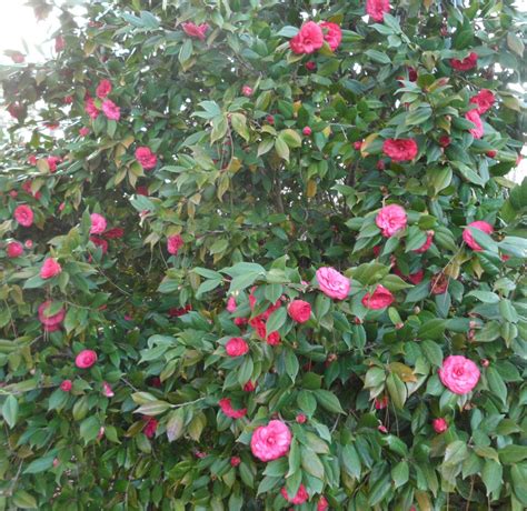 Artificial flowers and plants for interior, aquarium,. R and R travels: Springtime blooms in SW Georgia/SE Alabama