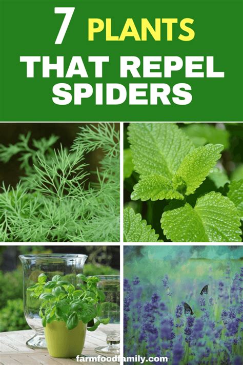 Natural Spider Repellents 7 Plants That Repel Spiders Farmfood