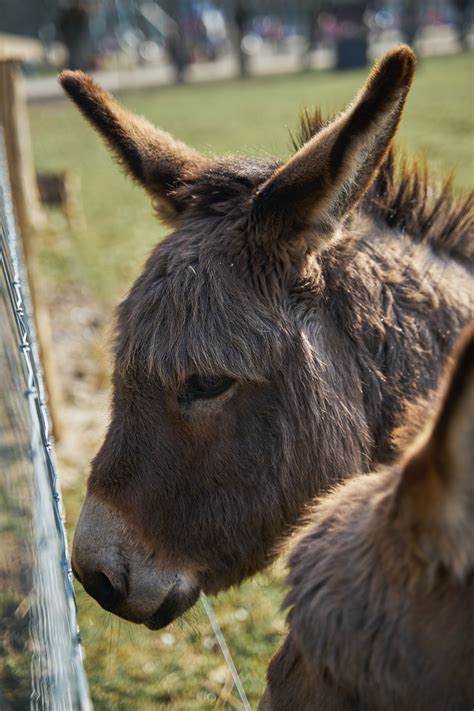 2 Brown And Grey Donkey Closeup Photography · Free Stock Photo