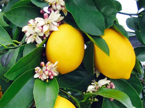 Meet The Lemon That Took The Gardening World By Storm—if You Plant Only