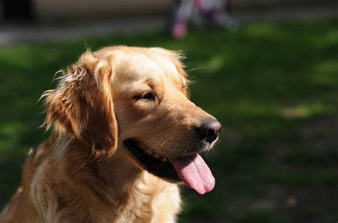 Free Images Animal Cute Canine Pet Golden Retriever Happy