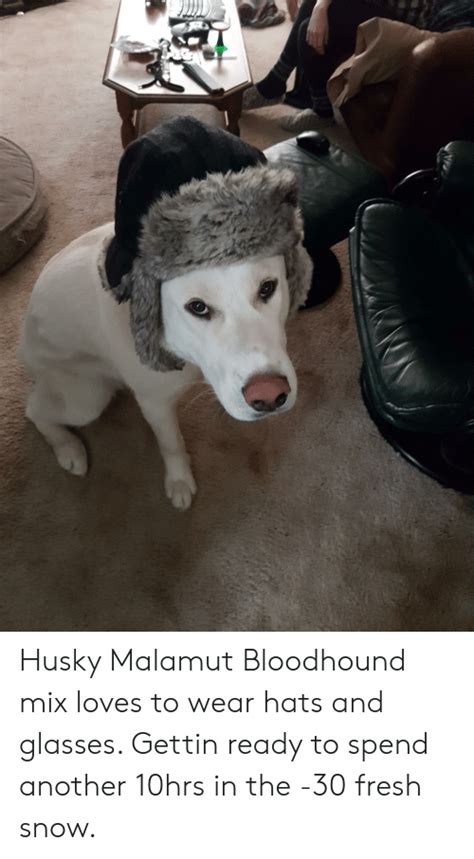 Husky Malamut Bloodhound Mix Loves To Wear Hats And Glasses Gettin