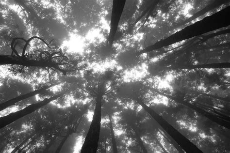 Free Images Tree Forest Branch Light Black And White Sky