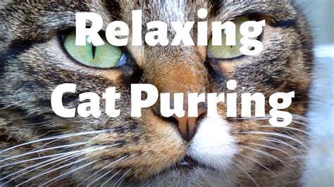 Well you just have to download this application! Cat Purring Relaxing and Healing Sounds - Healing Purrs ...