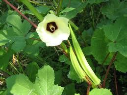 Kacang tanah selalu digunakan dalam makanan kita. Tip-Tip Untuk Semua: Khasiat Kacang Bendi